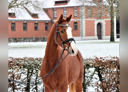 Hannover, Castrone, 3 Anni, 170 cm, Sauro