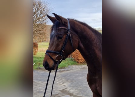 Hannover, Castrone, 3 Anni, 171 cm, Baio