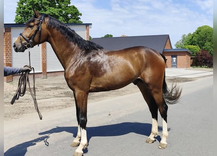 Hannover, Castrone, 3 Anni, 171 cm, Baio nero