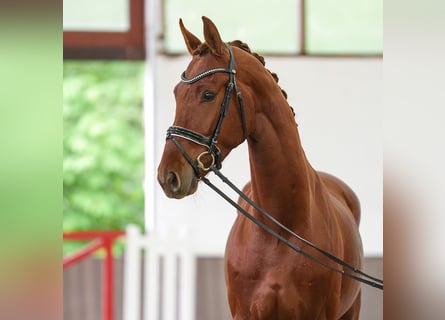 Hannover, Castrone, 3 Anni, 171 cm, Sauro scuro