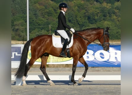 Hannover, Castrone, 3 Anni, 172 cm, Baio scuro