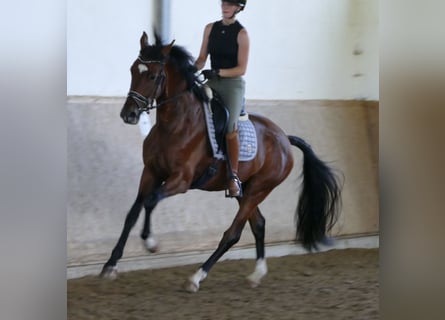 Hannover, Castrone, 3 Anni, 172 cm, Baio scuro