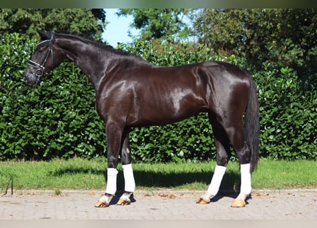 Hannover, Castrone, 3 Anni, 172 cm, Morello