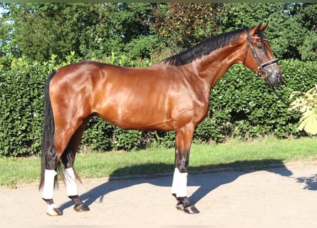 Hannover, Castrone, 3 Anni, 173 cm, Baio