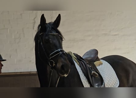 Hannover, Castrone, 3 Anni, 173 cm, Baio nero