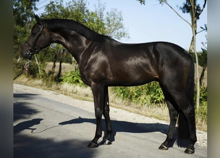 Hannover, Castrone, 3 Anni, 175 cm