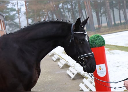 Hannover, Castrone, 4 Anni, 157 cm, Morello