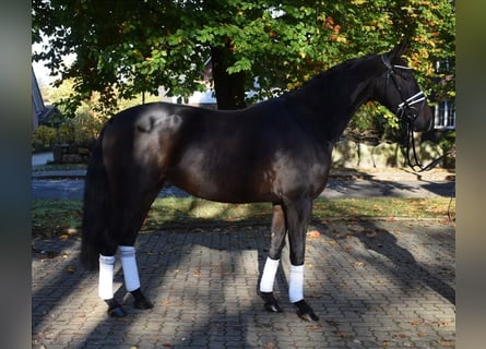 Hannover, Castrone, 4 Anni, 163 cm, Baio scuro