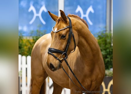 Hannover, Castrone, 4 Anni, 163 cm, Sauro scuro