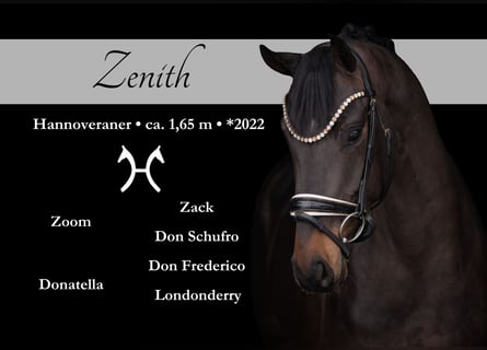 Hannover, Castrone, 4 Anni, 164 cm, Baio nero