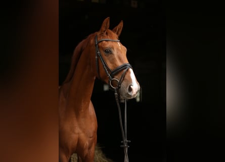 Hannover, Castrone, 4 Anni, 164 cm, Sauro