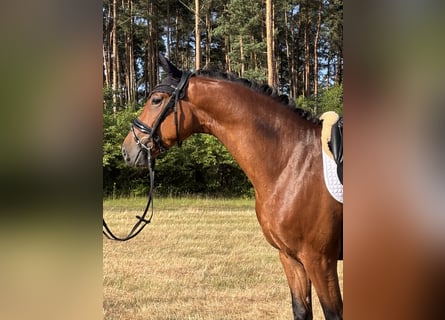 Hannover, Castrone, 4 Anni, 165 cm, Baio