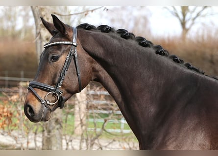 Hannover, Castrone, 4 Anni, 165 cm, Baio