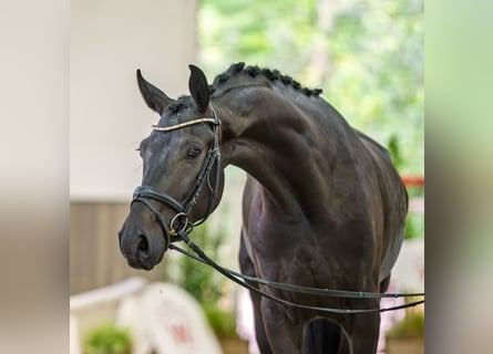 Hannover, Castrone, 4 Anni, 165 cm, Baio nero
