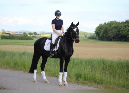 Hannover, Castrone, 4 Anni, 165 cm, Baio nero