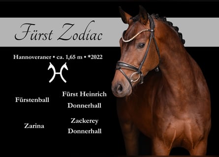 Hannover, Castrone, 4 Anni, 165 cm, Baio scuro