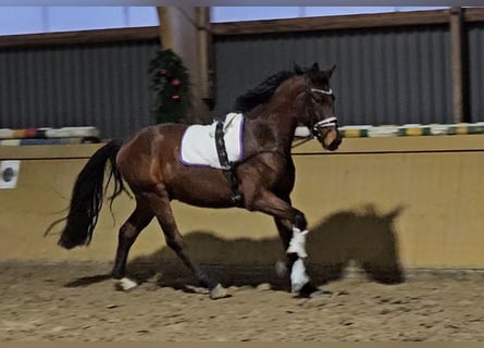 Hannover, Castrone, 4 Anni, 166 cm, Baio