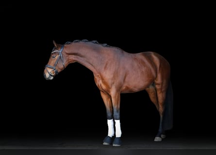 Hannover, Castrone, 4 Anni, 166 cm, Baio