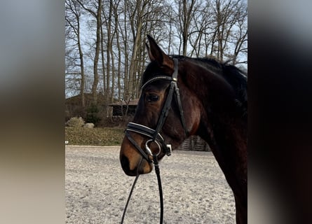 Hannover, Castrone, 4 Anni, 166 cm, Baio