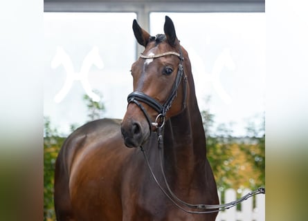 Hannover, Castrone, 4 Anni, 166 cm, Baio