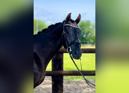 Hannover, Castrone, 4 Anni, 166 cm, Morello
