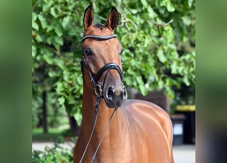 Hannover, Castrone, 4 Anni, 167 cm, Baio