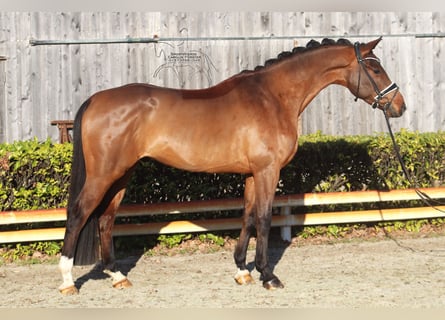 Hannover, Castrone, 4 Anni, 167 cm, Baio