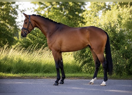 Hannover, Castrone, 4 Anni, 167 cm, Baio