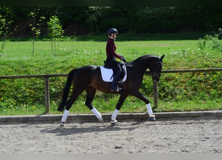 Hannover, Castrone, 4 Anni, 167 cm, Baio scuro