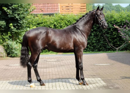 Hannover, Castrone, 4 Anni, 167 cm, Morello
