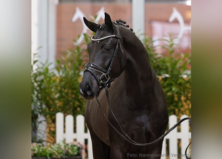 Hannover, Castrone, 4 Anni, 167 cm, Morello