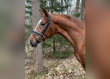 Hannover, Castrone, 4 Anni, 167 cm, Sauro