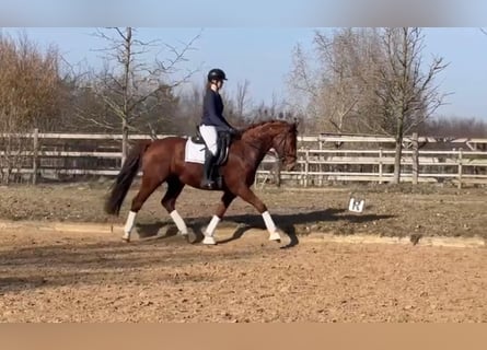 Hannover, Castrone, 4 Anni, 167 cm, Sauro
