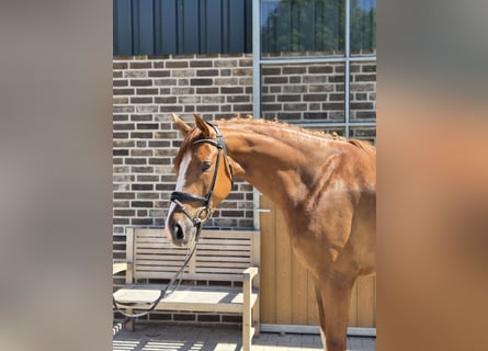 Hannover, Castrone, 4 Anni, 167 cm, Sauro