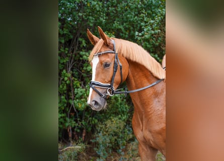 Hannover, Castrone, 4 Anni, 167 cm, Sauro