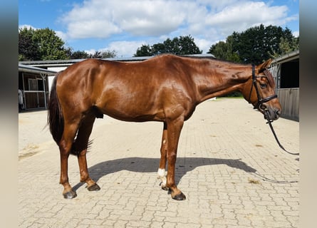 Hannover, Castrone, 4 Anni, 167 cm, Sauro
