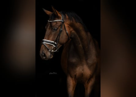 Hannover, Castrone, 4 Anni, 168 cm, Baio