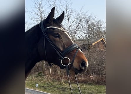 Hannover, Castrone, 4 Anni, 168 cm, Baio