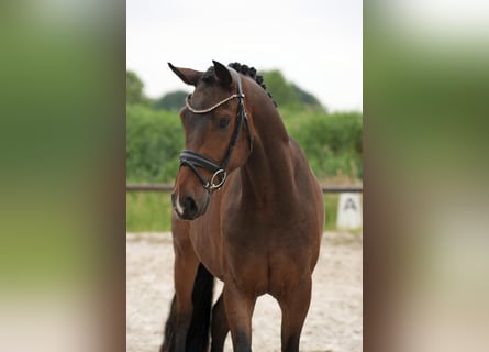 Hannover, Castrone, 4 Anni, 168 cm, Baio