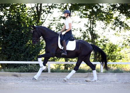 Hannover, Castrone, 4 Anni, 168 cm, Morello