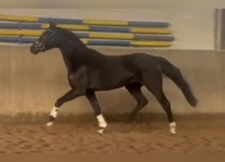 Hannover, Castrone, 4 Anni, 168 cm, Morello