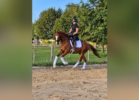 Hannover, Castrone, 4 Anni, 168 cm, Sauro