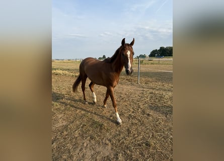 Hannover, Castrone, 4 Anni, 168 cm, Sauro