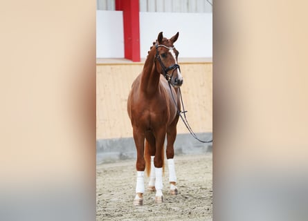 Hannover, Castrone, 4 Anni, 168 cm, Sauro