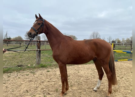 Hannover, Castrone, 4 Anni, 168 cm, Sauro