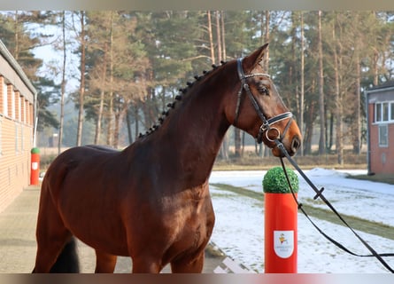 Hannover, Castrone, 4 Anni, 169 cm, Baio