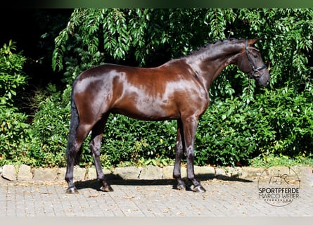 Hannover, Castrone, 4 Anni, 169 cm, Morello
