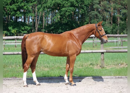 Hannover, Castrone, 4 Anni, 169 cm, Sauro