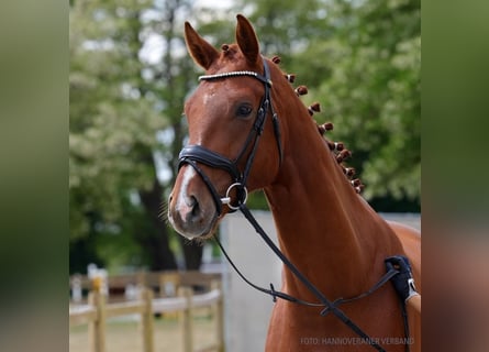 Hannover, Castrone, 4 Anni, 169 cm, Sauro scuro