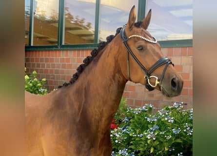 Hannover, Castrone, 4 Anni, 170 cm, Baio